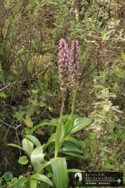 Barlia robertiana. Orquídea gigante.