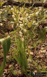 Cephalantera longifolia. Orquídea de hojas largas