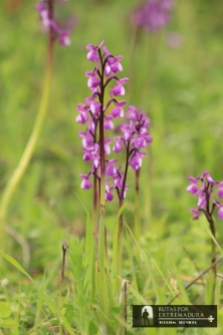 Orchis champagneuxii. Amor de dama